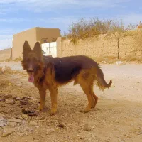 یک قلاده ژرمن