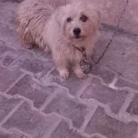 شیتزو