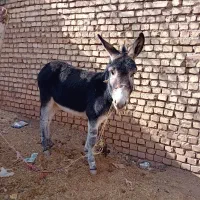 الاغ۲سال|حیوانات مزرعه|بروجن, |دیوار