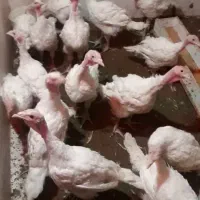 جوجه‌بوقلمون‌بیوتی‌۶