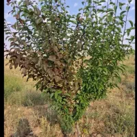 باغ در اسپیران قیزیل قیه