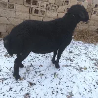 قوچ موسیم فرکامل|حیوانات مزرعه|فیروزآباد (آذربایجان), |دیوار