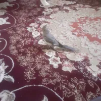 عروس هلندی|پرنده|الیگودرز, |دیوار