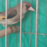 سقاماده ومرغ عشق دستی