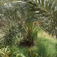 درخت بند هستم