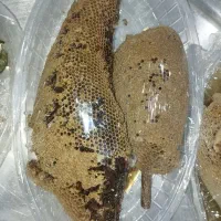عسل طبیعی|خوردنی و آشامیدنی|اهواز, ۲۴ متری|دیوار