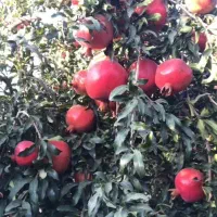 اجاره دادن باغ انار