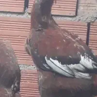 خروس لاری اصل جوان و سالم، کلاله