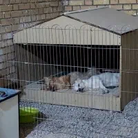 پامرروباهی باکلبه سگ|سگ|بندر امام خمینی, |دیوار