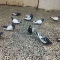 سینه سیاه و طوقی|پرنده|اهواز, شهرک برق|دیوار