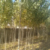 صنوبر فروشی|کلکسیون و سرگرمی|شاهین دژ, |دیوار