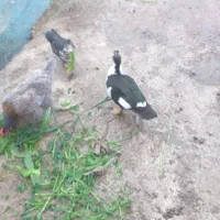 فروش اردک محلی و اسرائیلی