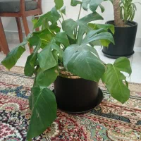 گل و گلدان گل برگ انجیری