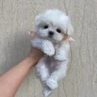 پودل مالتیز مالتیپو اپارتمانی مینیاتوری