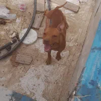 واگذاری یک قلاده پیت بول