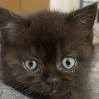 شورت هیر پسر