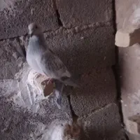 کفتر پلاکی|پرنده|سیرجان, |دیوار