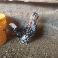 خروس جوان جهت قربانی و پرورش