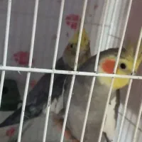 جفت عروس هلندی ومرغ عشق معاوضه باجوجه گرینچ