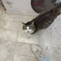 واگذاری رایگان گربه