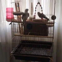 عروس هلندی یک جفت همراه با قفس وسایلاش