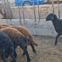 گوسفند هترو|حیوانات مزرعه|باغ حلی, |دیوار