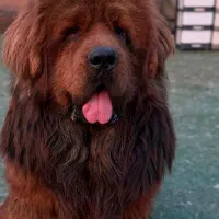 تبتین ماستیف سگ نگهبان خانگی