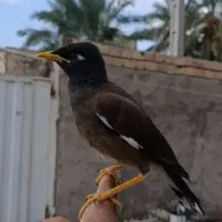 مینا رام ودستی بدون مشابه در بم