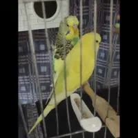 مرغ عشق انگلیسی گرید b