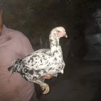 لاری|حیوانات مزرعه|مشگین شهر, |دیوار