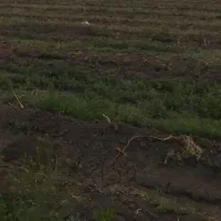 ۵۰۰ متر ده حسن رباط کریم