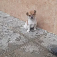 سگ پاپی|سگ|تربت جام, جامرود|دیوار