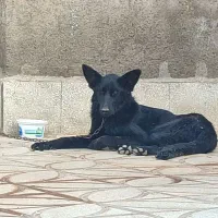 سگ ژرمن