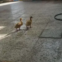 جوجه اردک یه ماهه