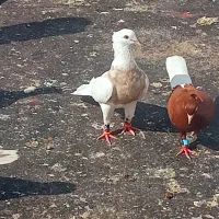 نرماده طوقی آجری