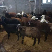 حیوانات مزرعه