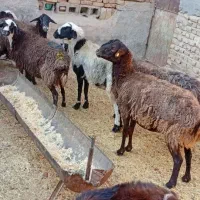 میش ابستن|حیوانات مزرعه|جوادآباد, |دیوار