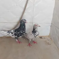 یه. جفت سرور چاپدار|پرنده|فسا, |دیوار