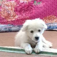 طوله خوشگل و زیبا قیمت مفت|سگ|توتکابن, |دیوار