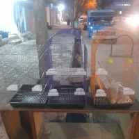 قناری عروس هلندی وغیره