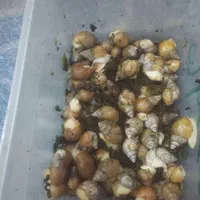 حلزون وخاویار حلزون