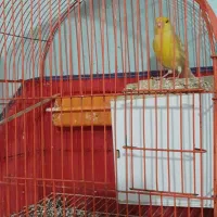 پرنده برافروش|پرنده|خرمشهر, |دیوار