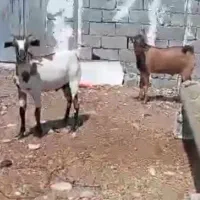 نری شهری چاق چله