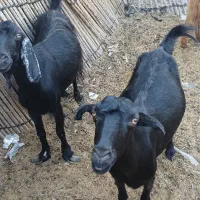 گوسفند بزوچپشت