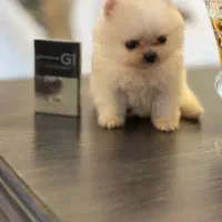 پرورشگاه توله سگ پامر خرسی.پامرانین عروسک