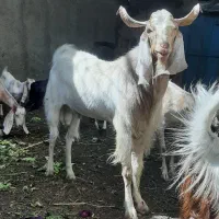 نر بز خوش تخم