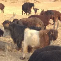 بزغاله دوبوری اصل شیرازی