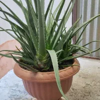 گل طبیعی|گل و گیاه طبیعی|بجنورد, |دیوار