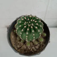 همه کاکتوسها باهم ۱۹۵ تومن|گل و گیاه طبیعی|مراغه, |دیوار