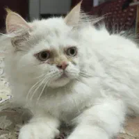 گربه پرشین